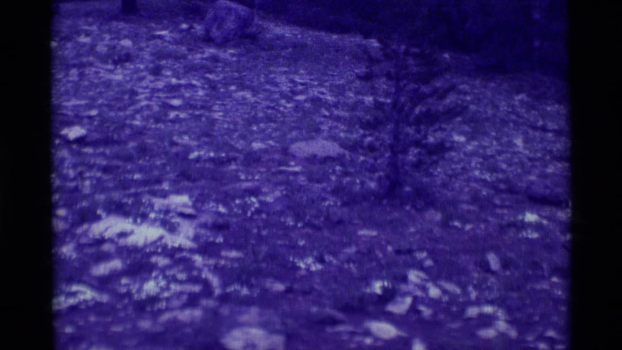 1975 8mm frame from Agate Springs, Montana, showing a small tree on rocky, leaf-strewn ground under a strong blue tint.
