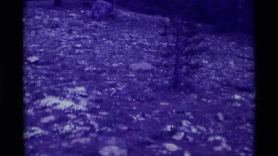 1975 8mm frame from Agate Springs, Montana, showing a small tree on rocky, leaf-strewn ground under a strong blue tint.