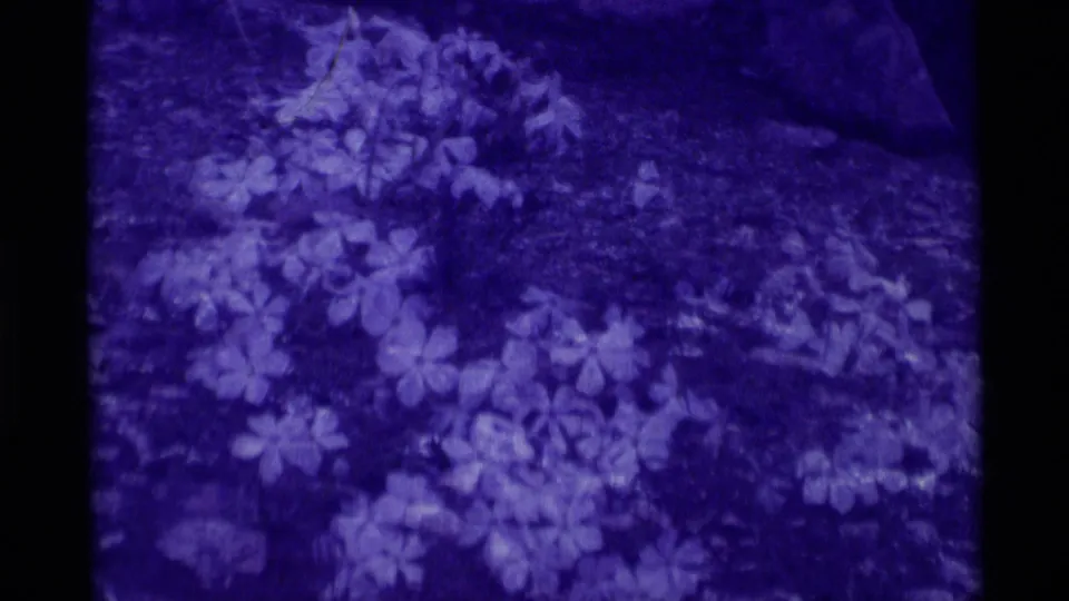 1975 Agate Springs 8mm frame with low foliage and pale leaves against dark forest ground, softened by purple dye shift.