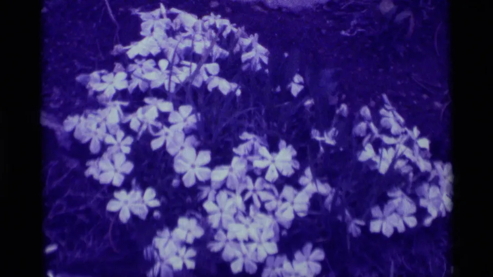 Close 1975 8mm view of pale white wildflowers in Agate Springs, Montana, with dark grasses and heavy purple color shift.