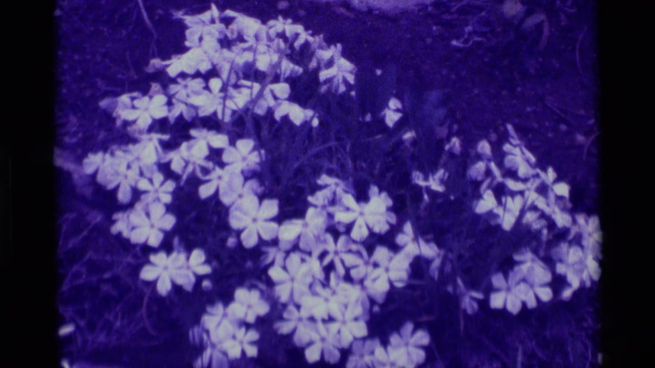 1975 8mm home-movie frame from Agate Springs, Montana, showing clustered white flowers in grass with heavy purple film shift.