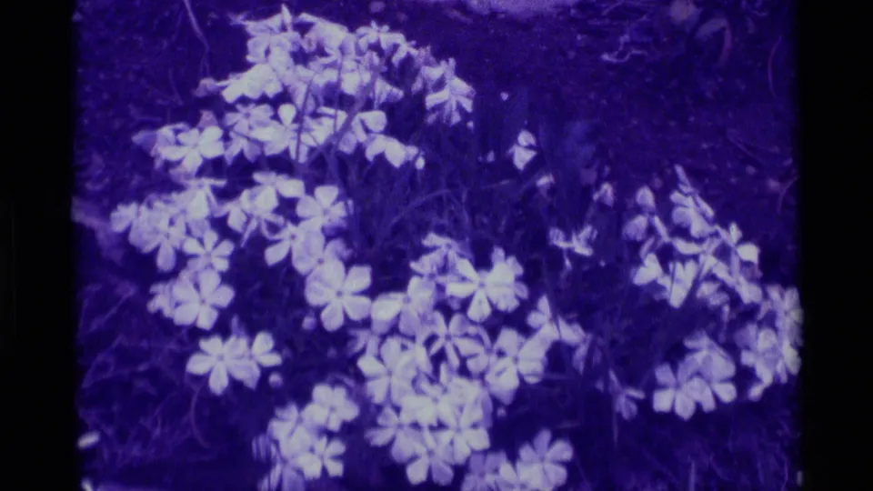 1975 8mm home-movie frame from Agate Springs, Montana, showing clustered white flowers in grass with heavy purple film shift.