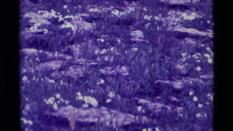 1975 8mm frame from Agate Springs, Montana, showing a rocky grassy field with scattered white blossoms and a small bird near the lower center.