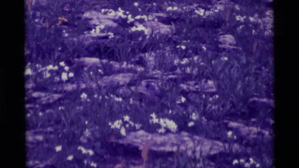 Purple-shifted 1975 8mm home-movie frame of rocks, grass, white flowers, and a small bird near the bottom of the field view.