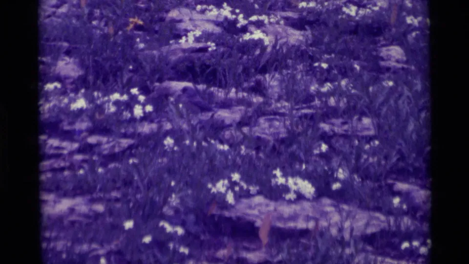 1975 Agate Springs 8mm frame showing scattered white flowers, rocks, grass, and a small bird in a purple-tinted field view.