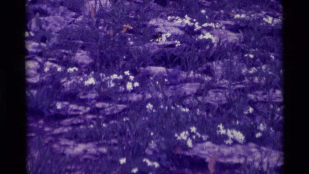 1975 Agate Springs, Montana 8mm frame showing white wildflowers among rocks and grasses on a wooded forest floor.