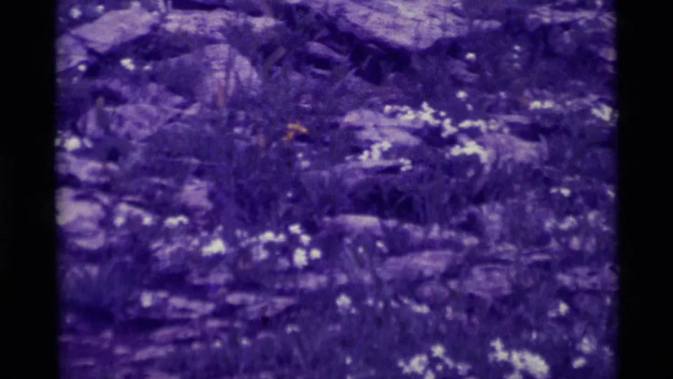 Aged 8mm view of a rocky Montana woodland floor with small white wildflowers and soft purple color fading.