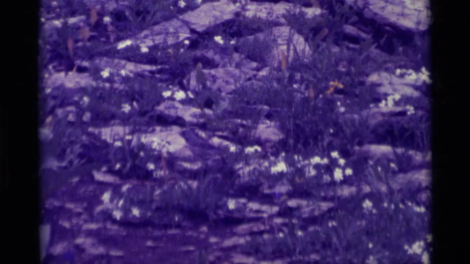 1975 home-movie frame from Agate Springs showing rocky ground, grasses, and white wildflowers in purple-tinted 8mm color.