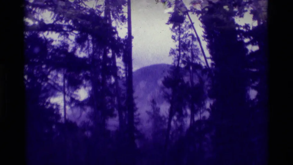 Purple-shifted 8mm frame of evergreen trees and a distant mountain silhouette in Agate Springs, Montana.