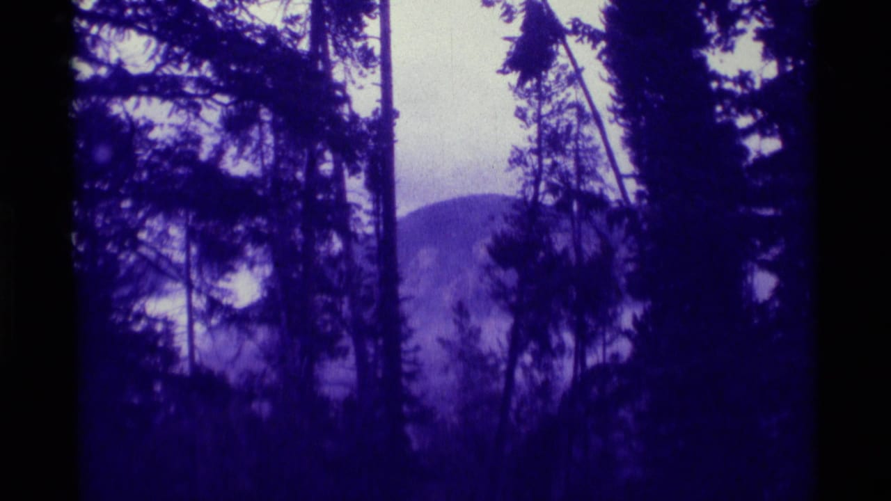 Dark evergreen trunks and branches frame a distant hazy mountain under a purple-blue sky.