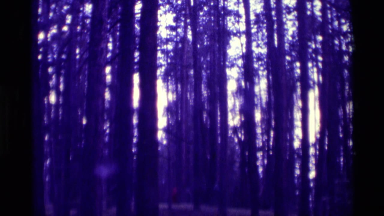 1975 8mm frame from Agate Springs, Montana showing tall trees and a shadowed forest interior with strong purple-blue color shift.
