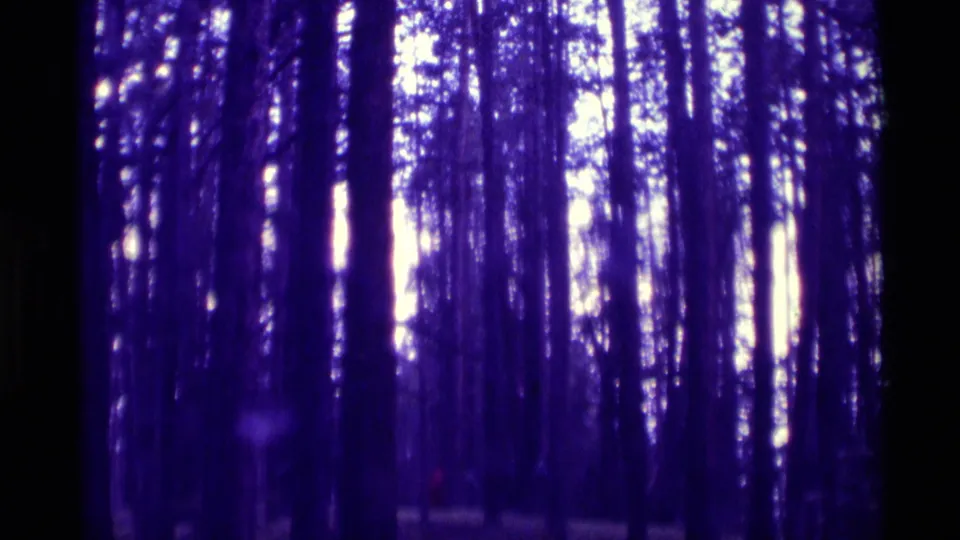 1975 8mm frame from Agate Springs, Montana showing tall trees and a shadowed forest interior with strong purple-blue color shift.