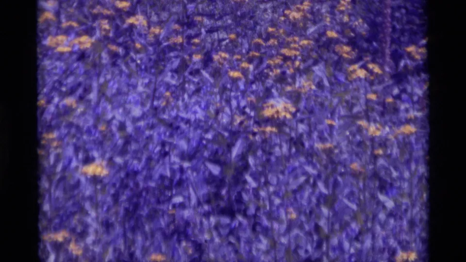 Close 8mm view of dense woodland ground cover with small yellow flowers and purple-blue foliage tones.
