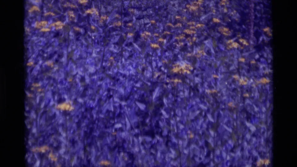 Soft, grainy 1975 home-movie frame showing dense Montana forest undergrowth with scattered yellow flowers.