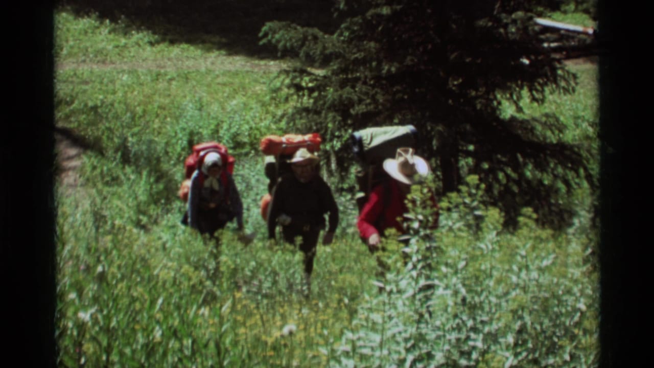 Backpackers continue uphill through tall grass beside a dense evergreen tree.