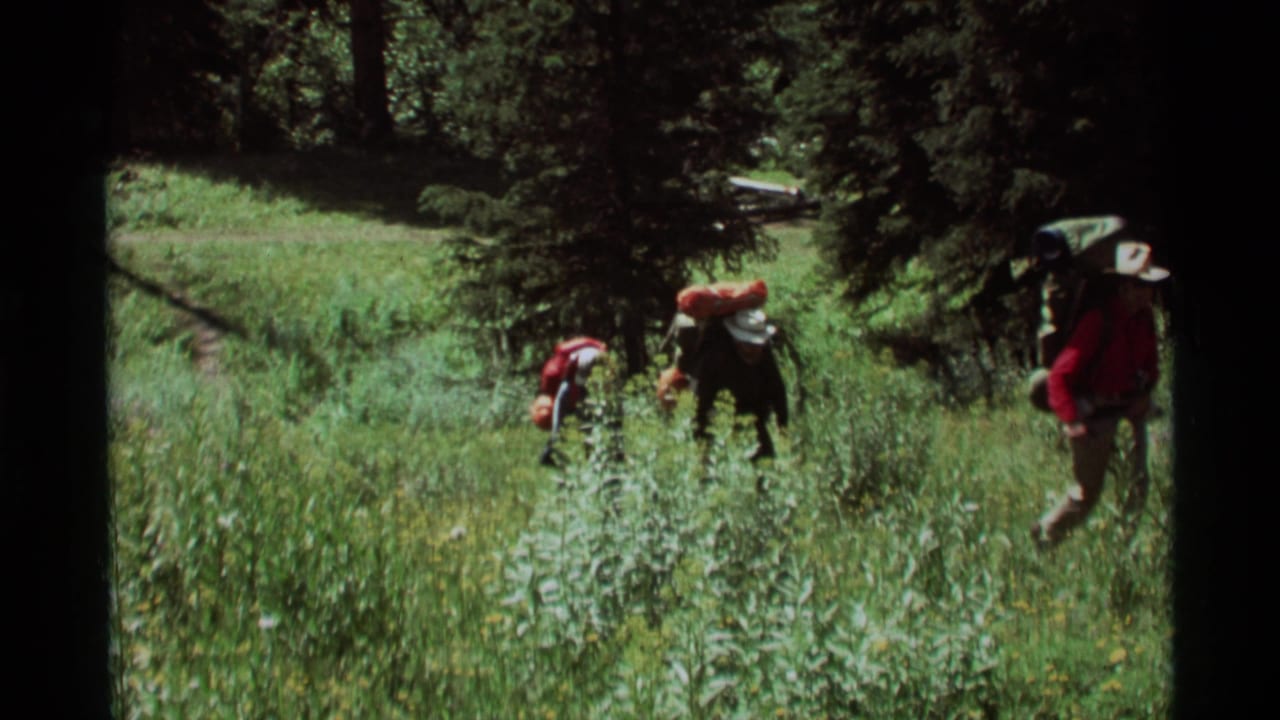 Backpackers continue through tall grass under dark pine branches.