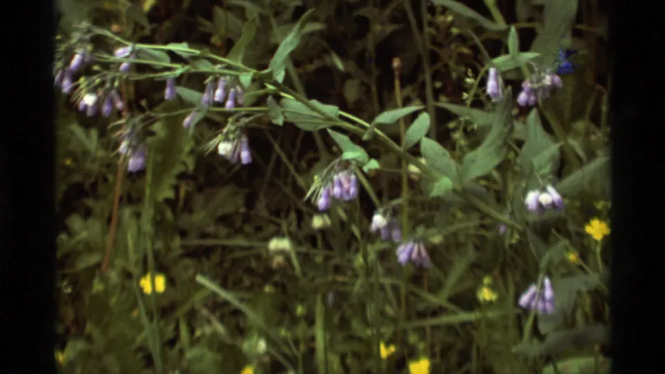Close-up 8mm frame from the Montana meadow showing purple bell-like wildflowers, green leaves, and small yellow flowers.