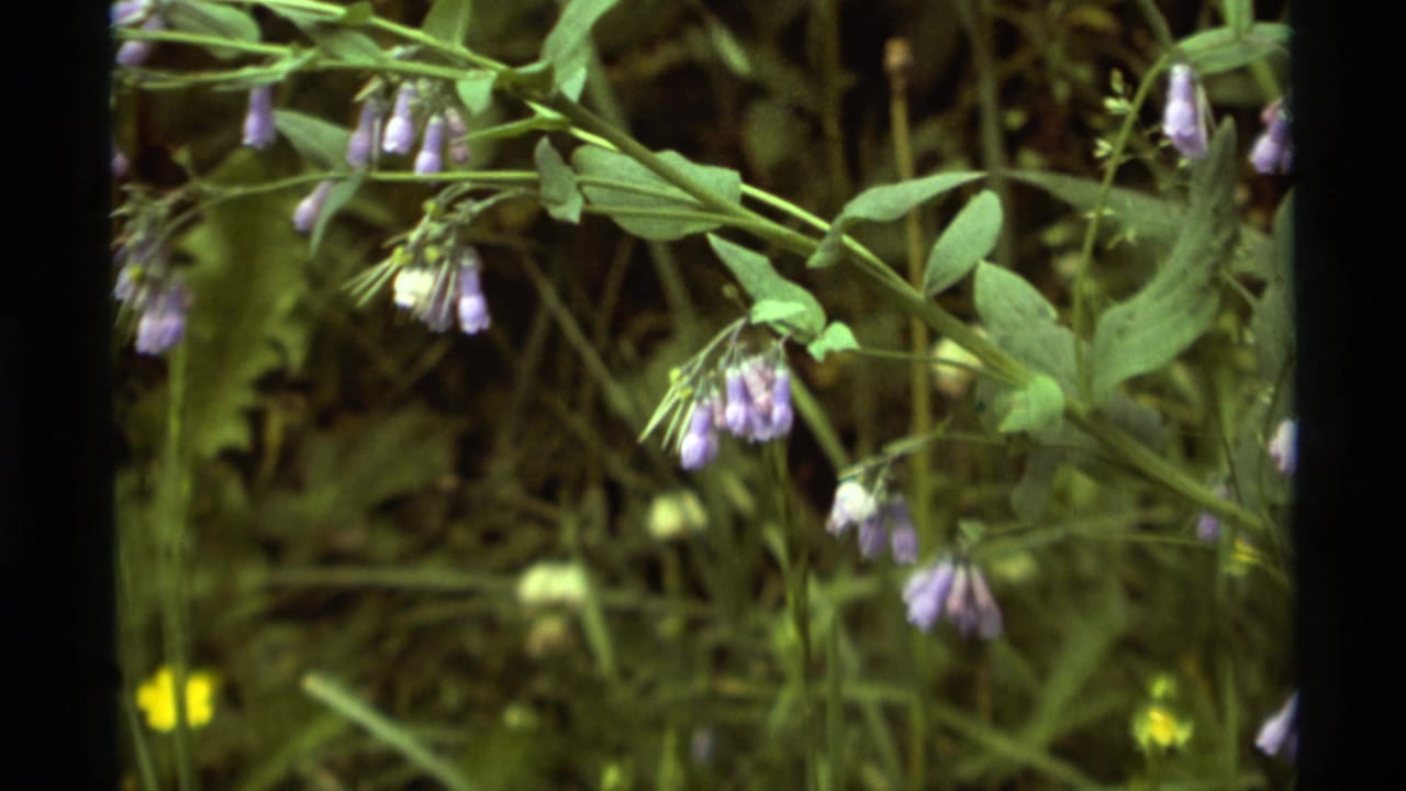 1975 8mm frame from Agate Springs, Montana showing purple bell-shaped flowers hanging among green vine leaves.