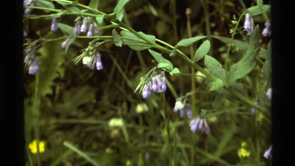 1975 8mm frame from Agate Springs, Montana showing purple bell-shaped flowers hanging among green vine leaves.