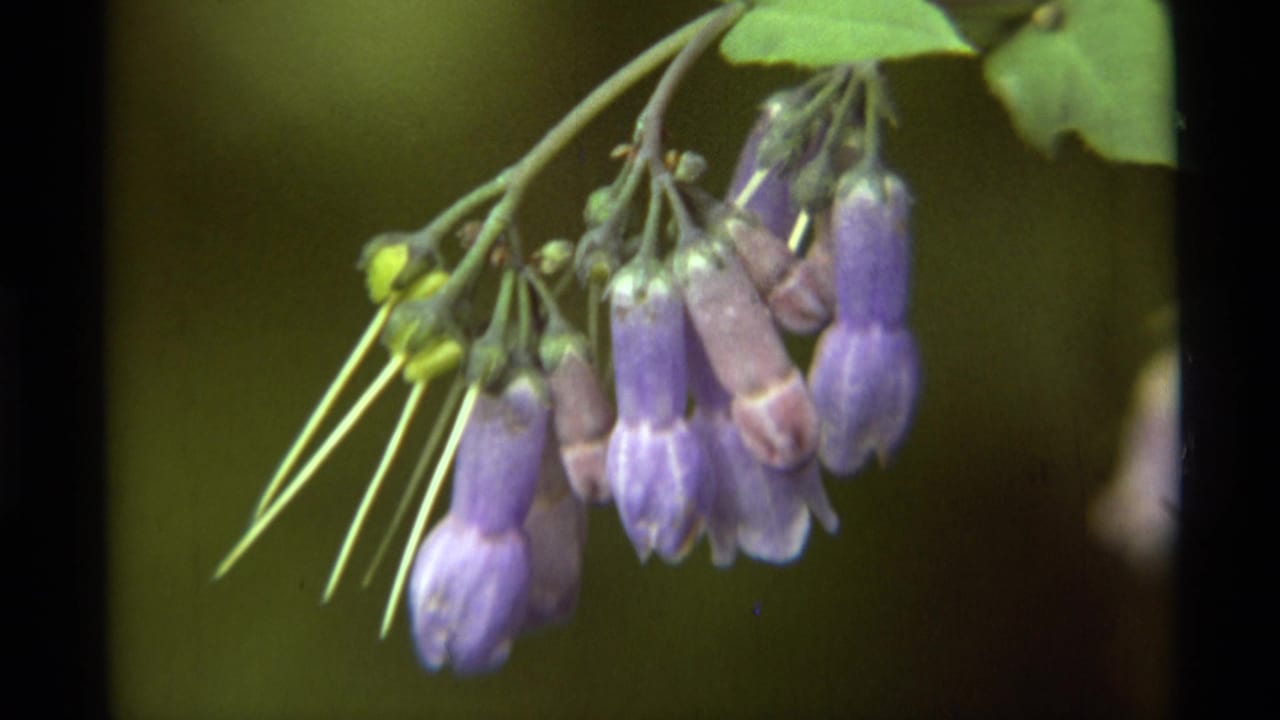 Close 1975 Agate Springs 8mm view of purple unopened flowers on a green vine against a soft dark background.
