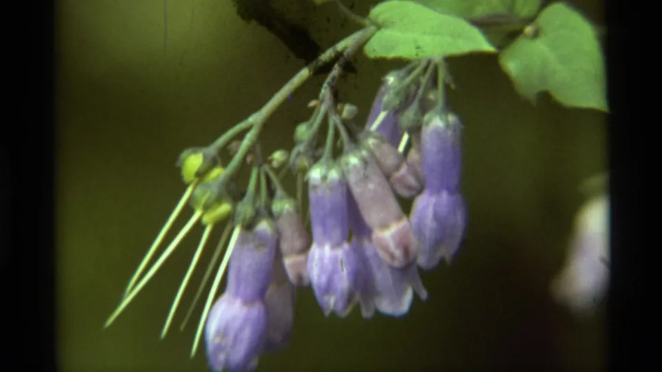 Tight 8mm close-up from the 1975 Montana footage showing purple flowers beneath green leaves and angled stems.
