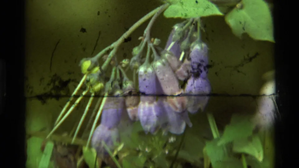 Final 1975 Agate Springs 8mm frame showing purple vine flowers, green leaves, and prominent physical film marks.