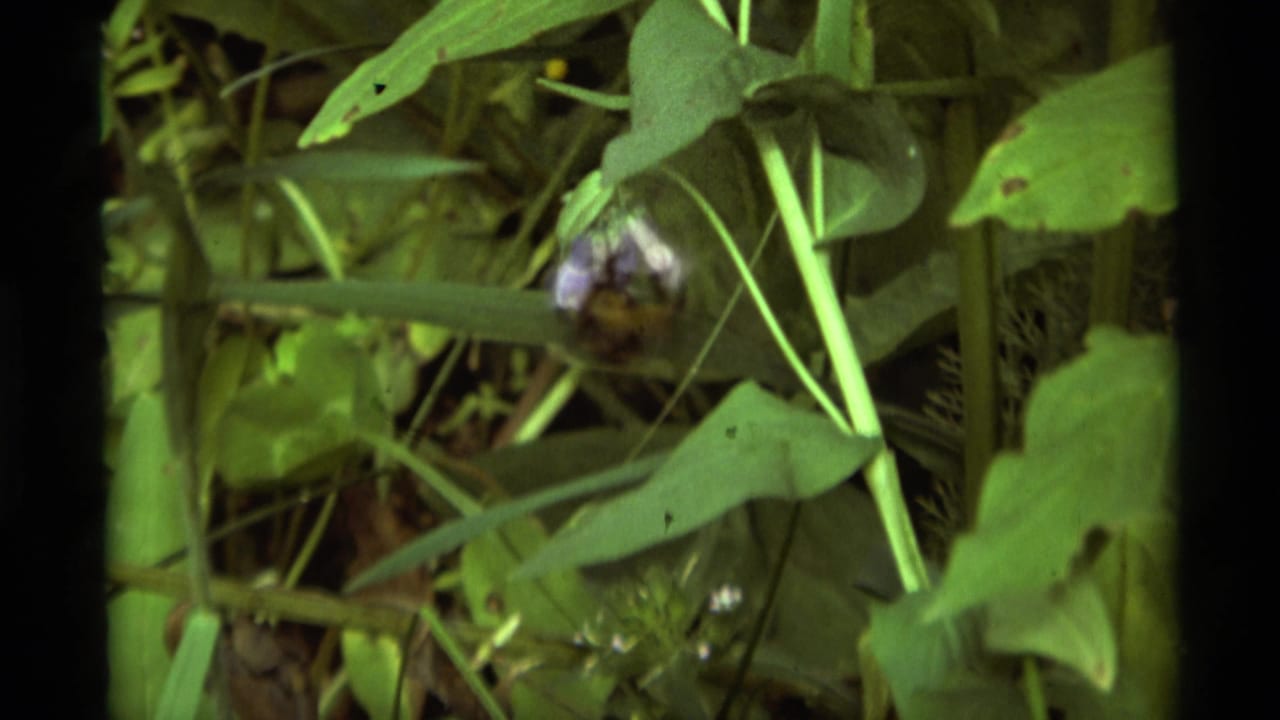 1975 8mm home-movie frame from Agate Springs, Montana, showing a bumblebee near purple flowers amid dense green foliage.