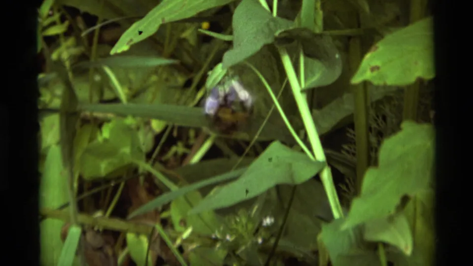 1975 8mm home-movie frame from Agate Springs, Montana, showing a bumblebee near purple flowers amid dense green foliage.