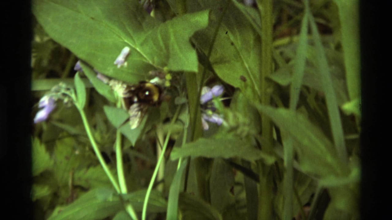 A bumblebee hovers or lifts off near purple flowers in a 1975 Agate Springs, Montana garden scene on 8mm film.