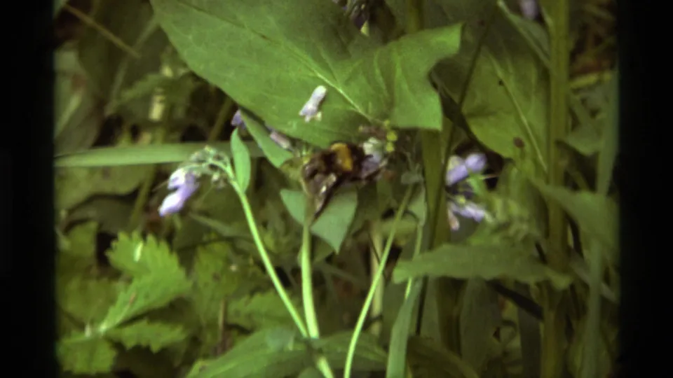 Close 8mm view of a bumblebee at a purple flower with layered green leaves, supported as Agate Springs, Montana, 1975 by metadata.