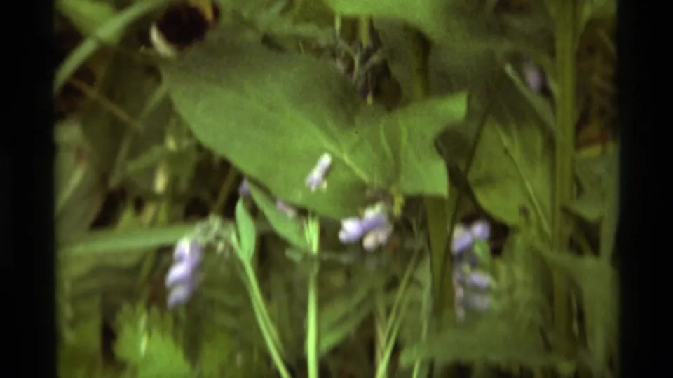 The bee is motion-blurred above purple flowers in this 1975 8mm garden view from Agate Springs, Montana.