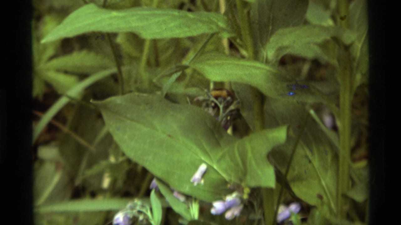 1975 Agate Springs, Montana 8mm frame showing close green foliage with small purple wildflowers and a dark film border.