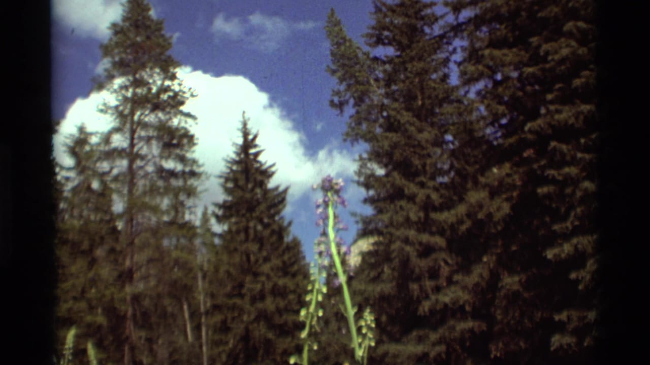 1975 Agate Springs, Montana 8mm frame with a tall purple wildflower set against conifers, blue sky, and bright clouds.