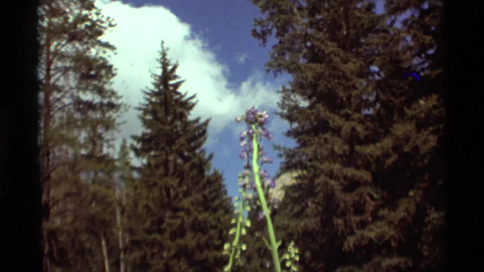 1975 Agate Springs, Montana 8mm frame showing a purple wildflower in a forest clearing with conifers and sky behind it.