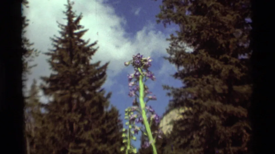 1975 Agate Springs, Montana 8mm frame with the purple wildflower slightly soft against dark evergreens and a bright sky.