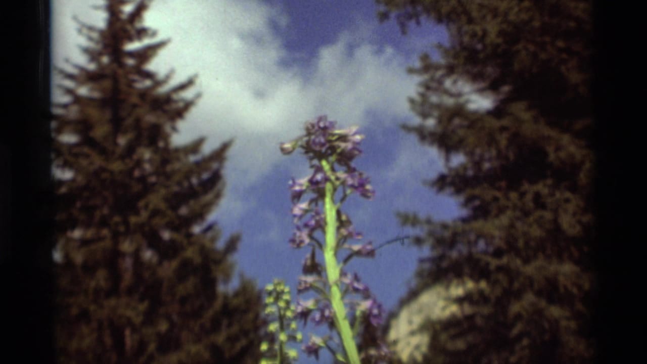 1975 8mm home-movie frame from Agate Springs, Montana showing a purple flowering stalk between conifers and cloudy blue sky.