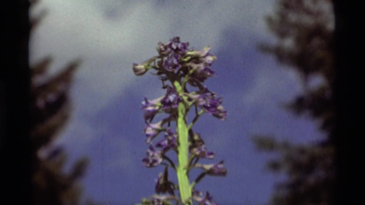 Close 1975 Agate Springs frame of purple blossoms on a green stalk, with conifers and cloudy blue sky in soft focus.