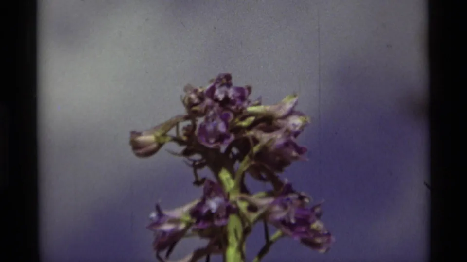 Soft 8mm close-up from the Agate Springs nature footage showing purple blossoms and green stems against a pale cloudy sky.