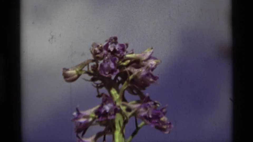 Final 1975 Agate Springs frame with a purple flower cluster and green stalk held close against blue sky and soft clouds.