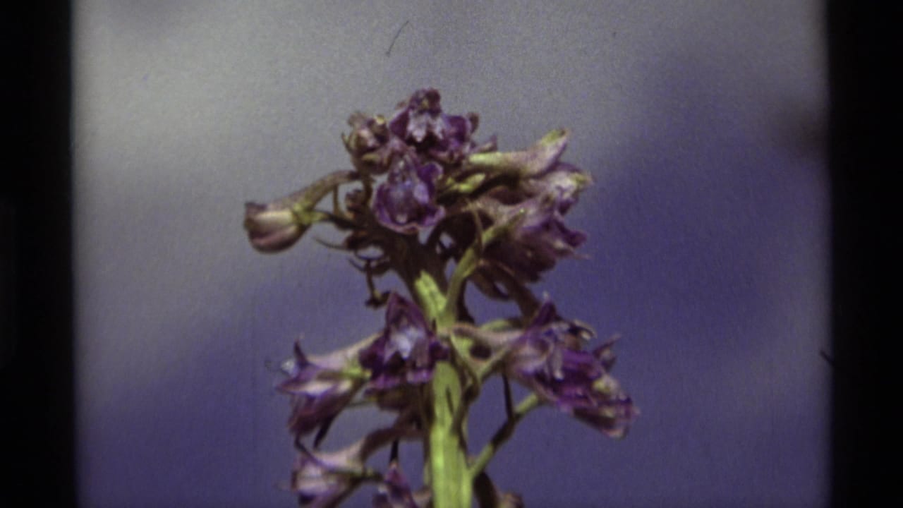 Close-up 1975 8mm frame from Agate Springs, Montana, showing clustered purple wildflowers with green stems and soft blue background.