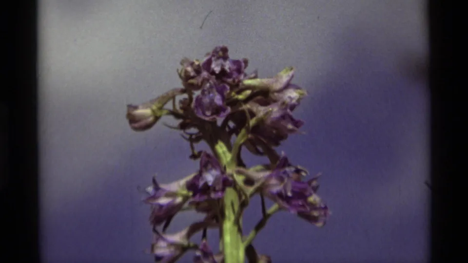 Close-up 1975 8mm frame from Agate Springs, Montana, showing clustered purple wildflowers with green stems and soft blue background.