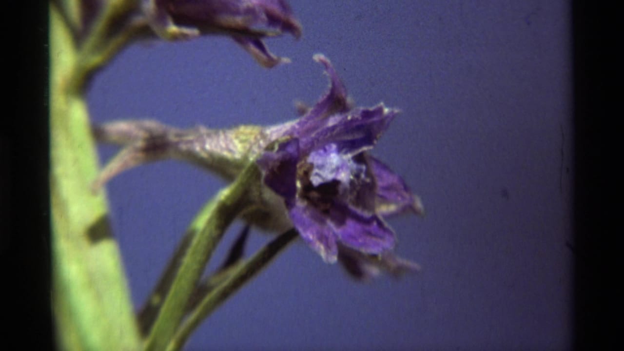 Close view of a purple flower bloom and green stem against blue.