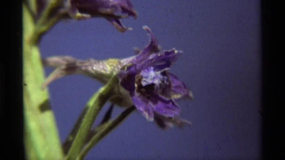 A purple wildflower is filmed from very close range, showing petals, stem, and soft 8mm texture in the 1975 Montana footage.