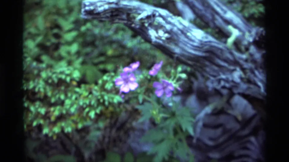 Purple wildflowers appear among green ground cover near a weathered tree branch in the Agate Springs nature footage.