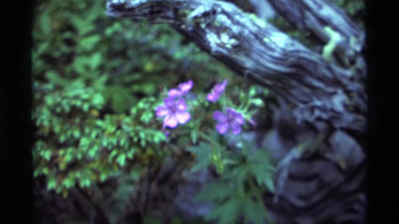 1975 Agate Springs, Montana 8mm frame showing purple wildflowers beside mossy foliage and a weathered branch.