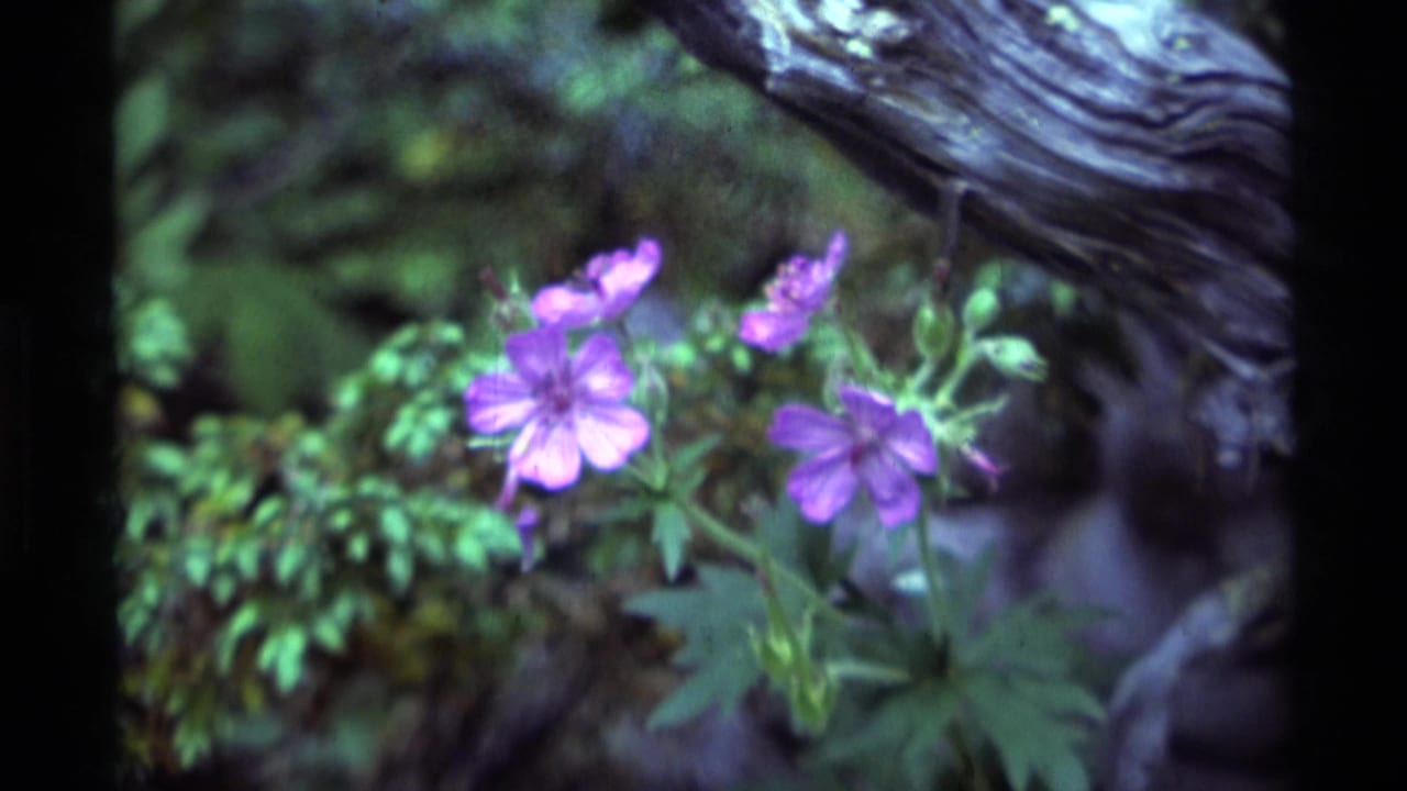 Cluster of purple flowers and buds beneath a twisted branch in forest greenery.