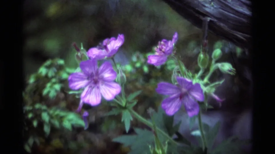 1975 Agate Springs, Montana 8mm frame showing veined purple petals, buds, moss, and forest floor plants.