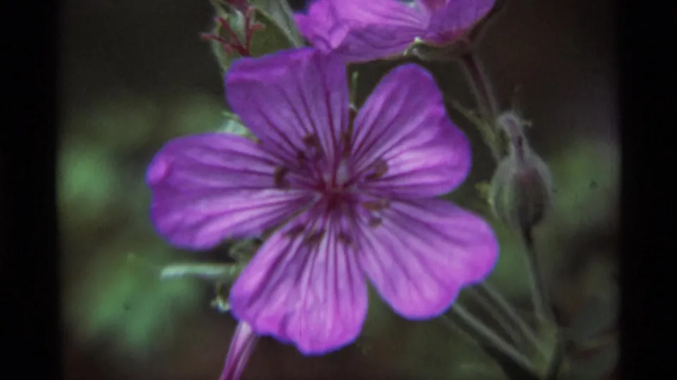 1975 Agate Springs, Montana 8mm close-up of a single purple wildflower with veined petals and nearby bud.