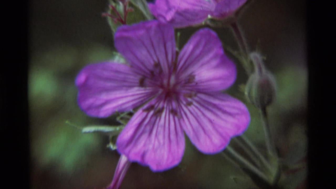 1975 8mm home-movie frame from Agate Springs, Montana, showing a purple wildflower with visible petals, stems, and buds.