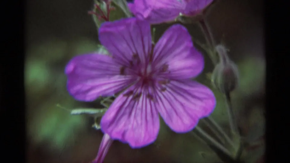 1975 8mm home-movie frame from Agate Springs, Montana, showing a purple wildflower with visible petals, stems, and buds.